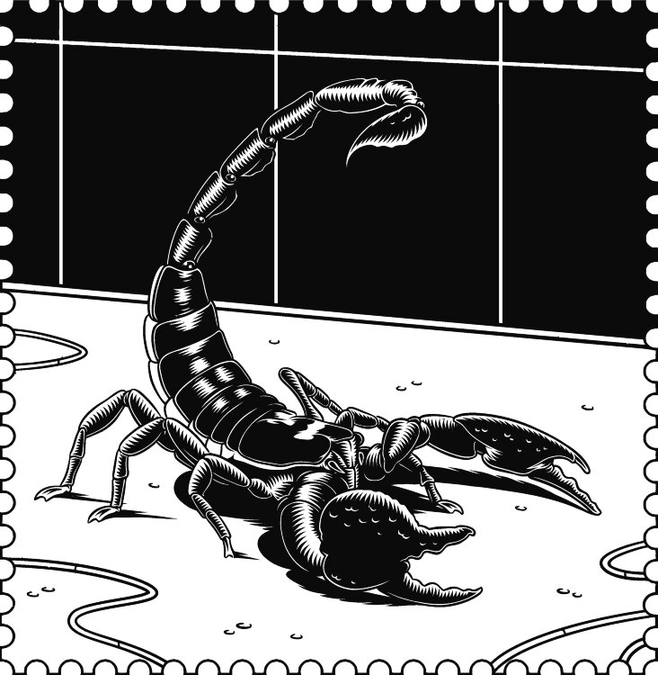 Скорпионы_164